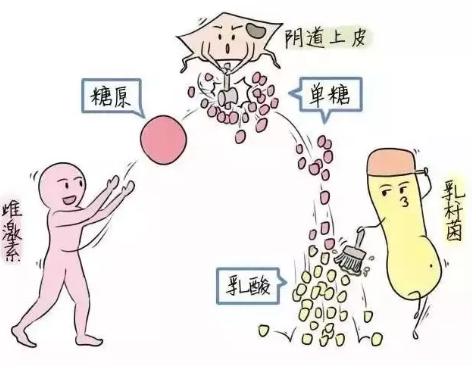 微生态91香蕉视频色厂家教您如何观察分泌物样本性状