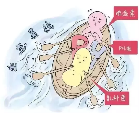 阴道微生态香蕉视频下载地址厂家解析女性阴道分泌物的奥妙