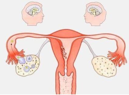 521关爱女性！全自动白带常规91香蕉视频色厂家分析月经后私处痒且红肿的原因！